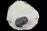 Bargain, Gerastos Trilobite Fossil - Morocco #84616-1